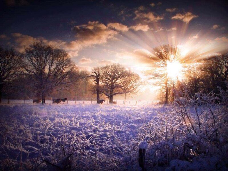 Horses in Snowy Field — Purple