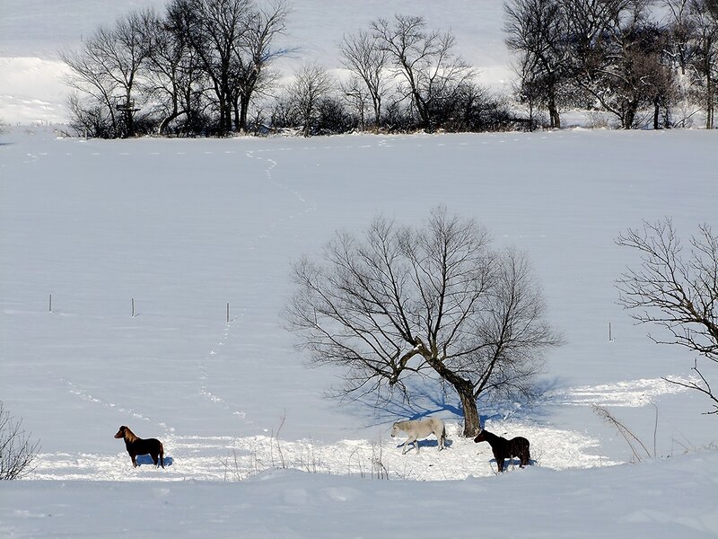 Horses in Snowy Field
