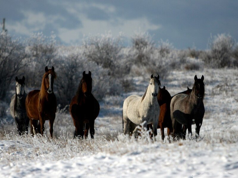 Horses in Snowy Field — White, Cold