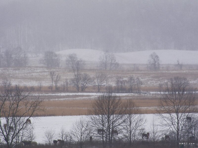 Horses in Snowy Field — White, Cold, Winter