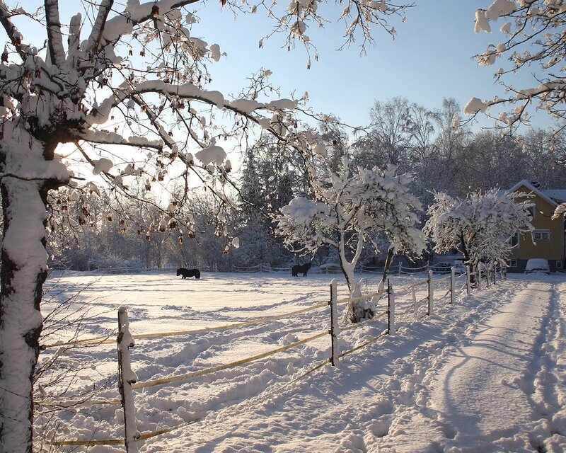 Horses in Snowy Field — White, Serene