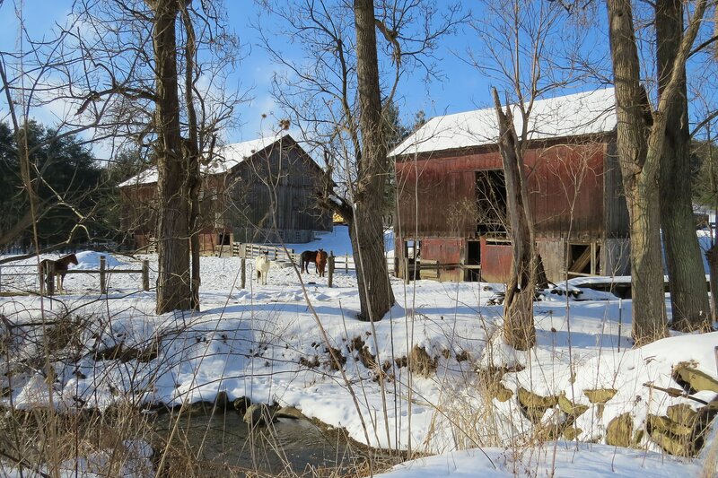 Horses in Snowy Field — White, Serene, Winter, Photograph, Barns