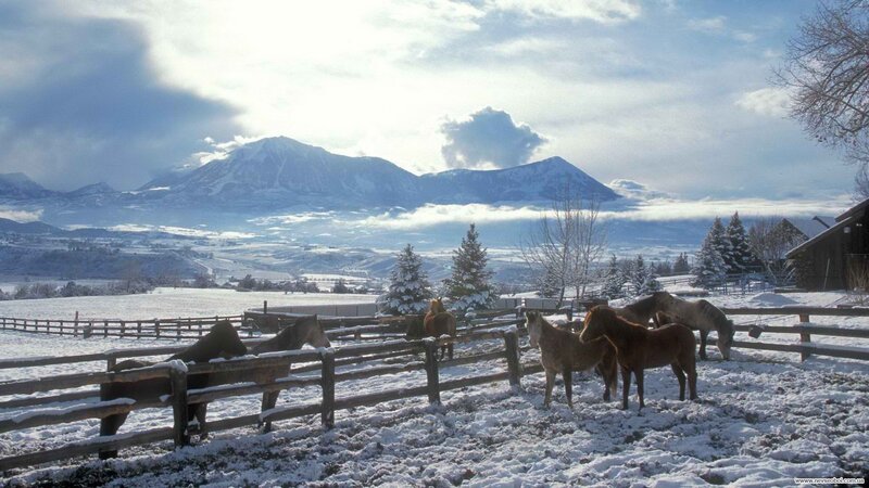 Horses in Snowy Field — White, Serene, Winter, Photograph, Mountains