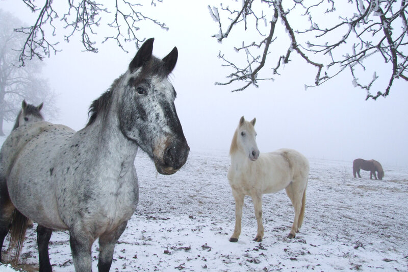 Horses in Snowy Field — White, Serene, Winter, Photograph, Snow