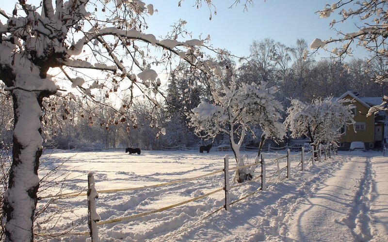 Horses in Snowy Field — White, Serene, Winter, Photograph