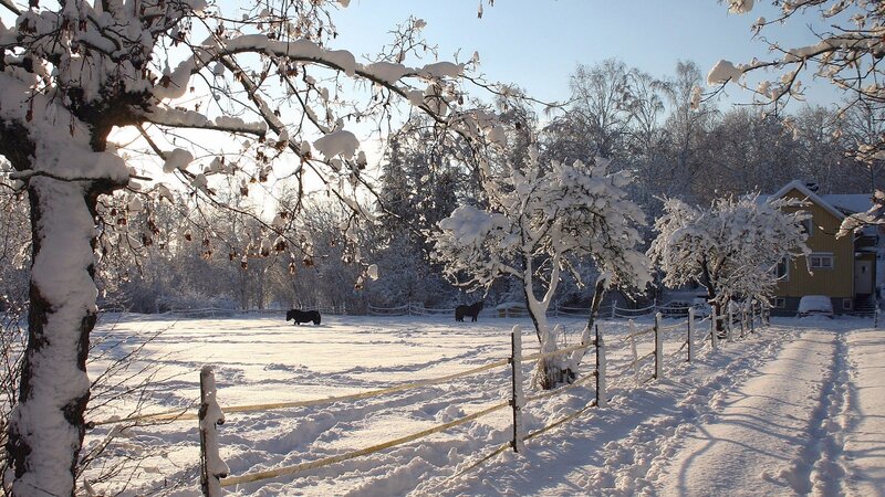 Horses in Snowy Field — White, Serene, Winter, Photograph, Trees