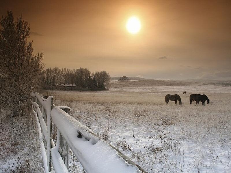 Horses in Snowy Field — White