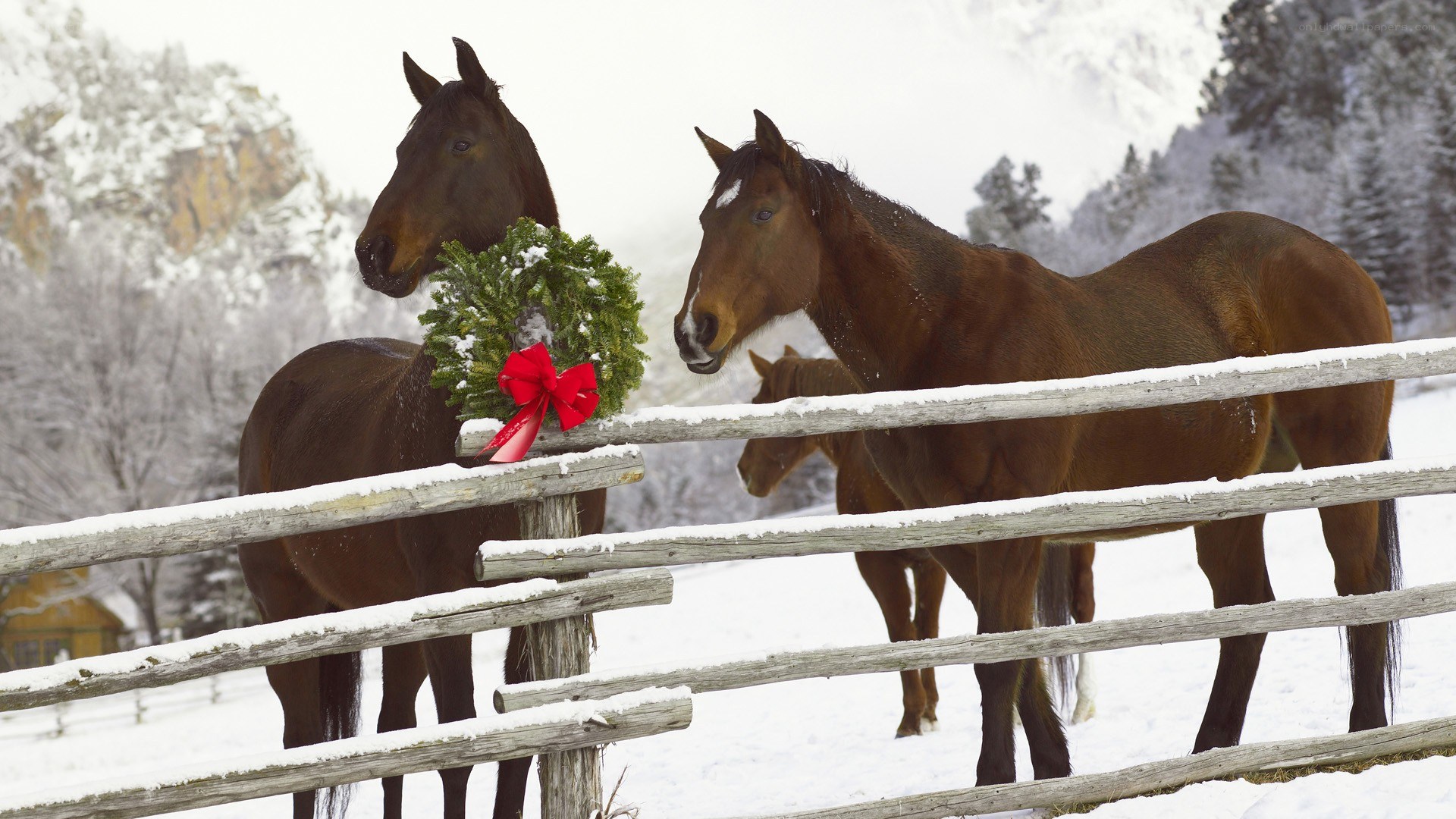 Horses in snowy landscape