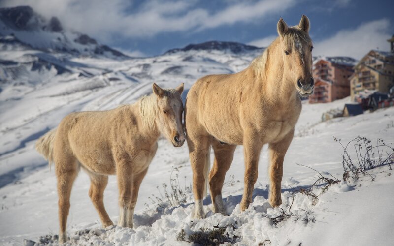 Horses in snowy mountains