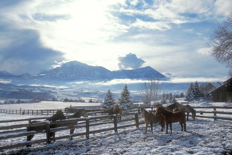 Horses in Snowy Paddock — White