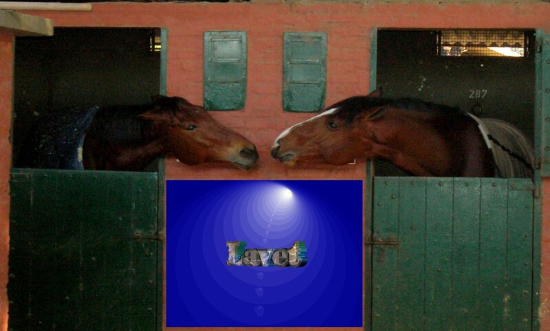 horses in stable with graphic overlay