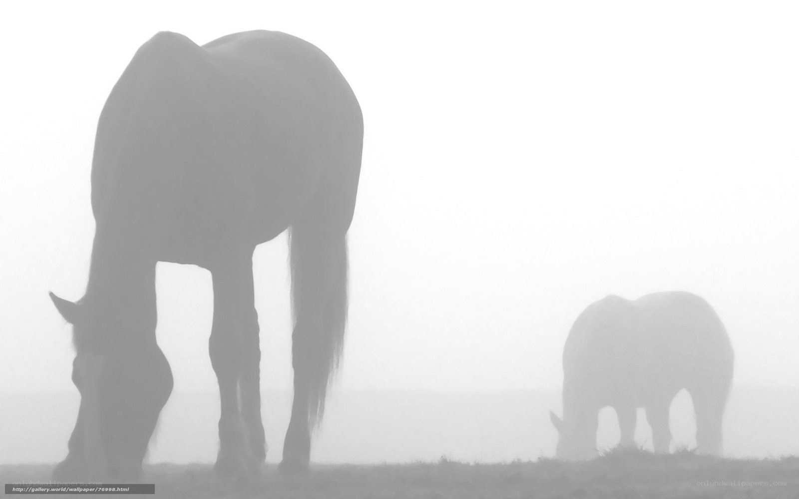 Horses in the Fog