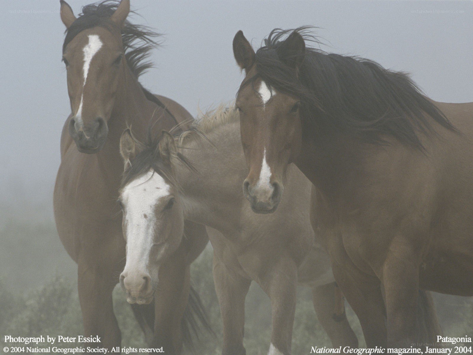 Horses in the mist