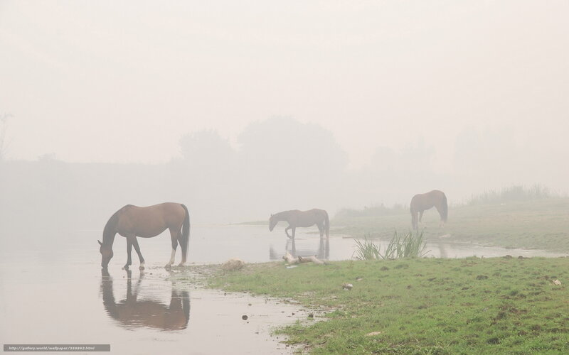 Horses in the mist