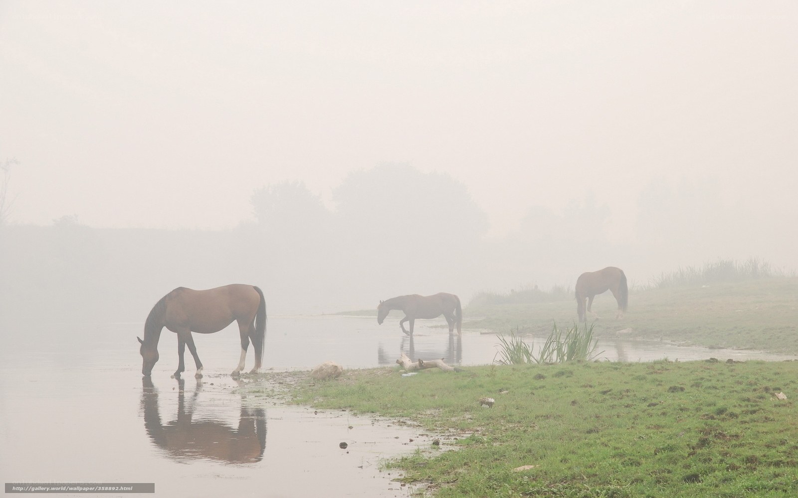 Horses in the mist