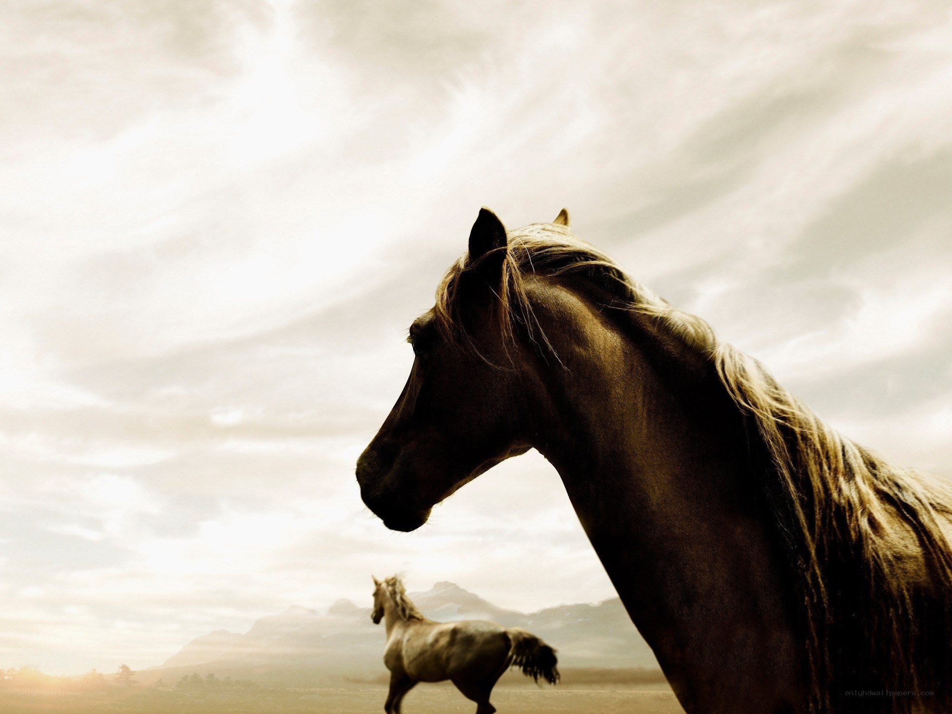 Horses in the open field