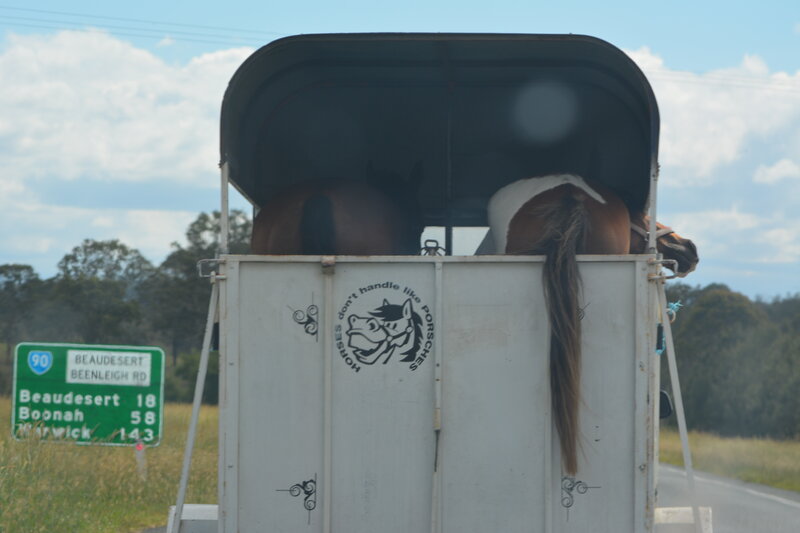 Horses in Trailer