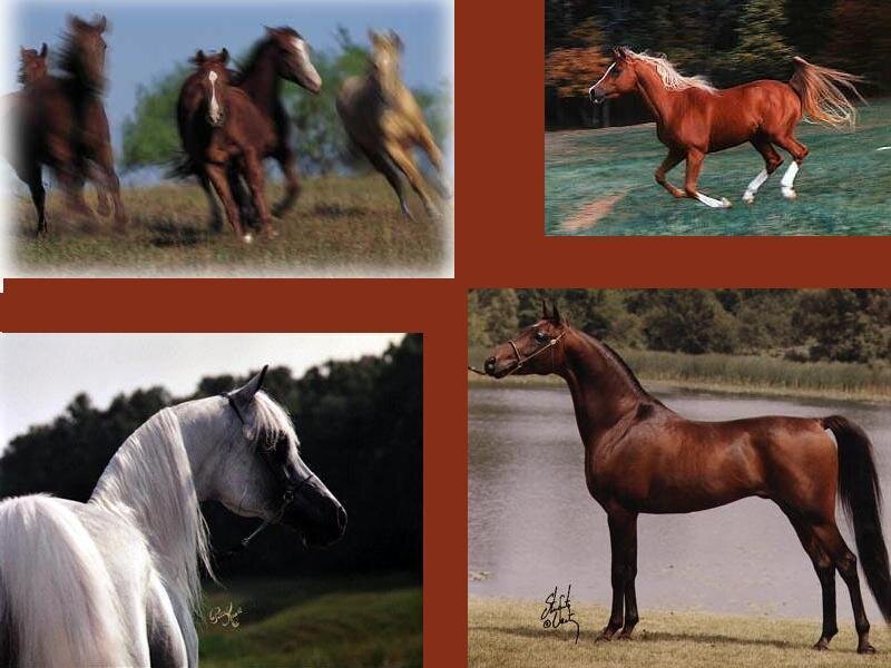 Horses in Various Poses