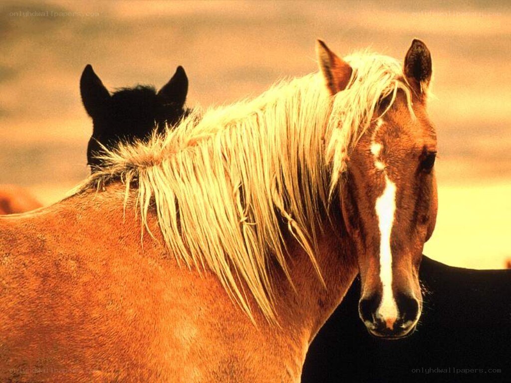 horses in warm light