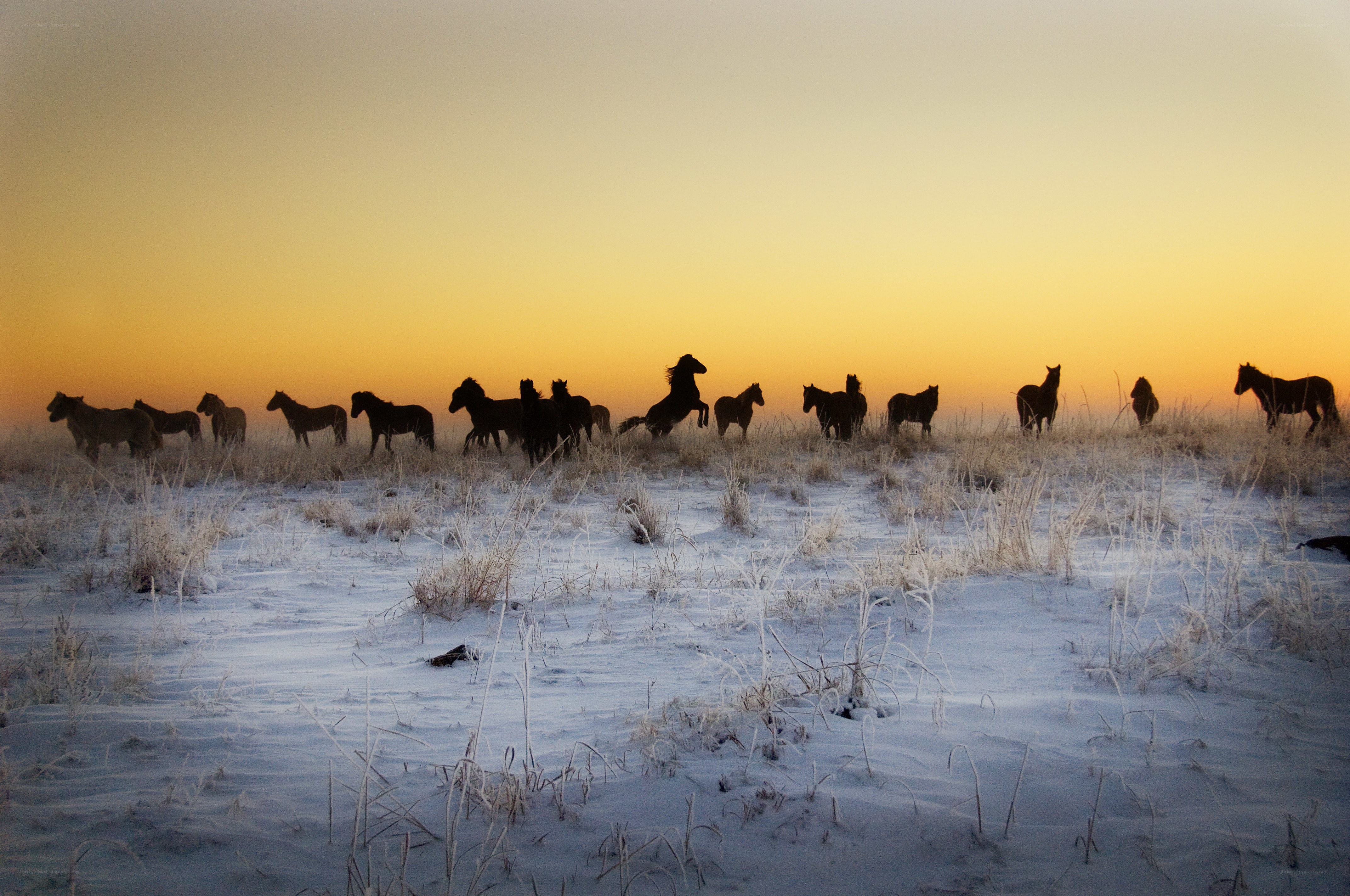 Horses in winter sunset