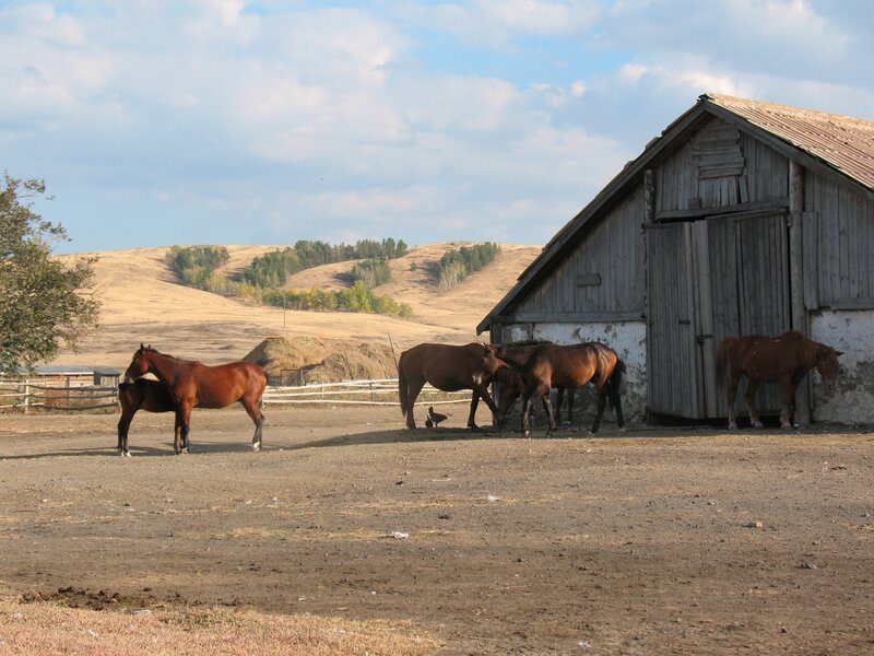 Horses near a barn in a rural landscape