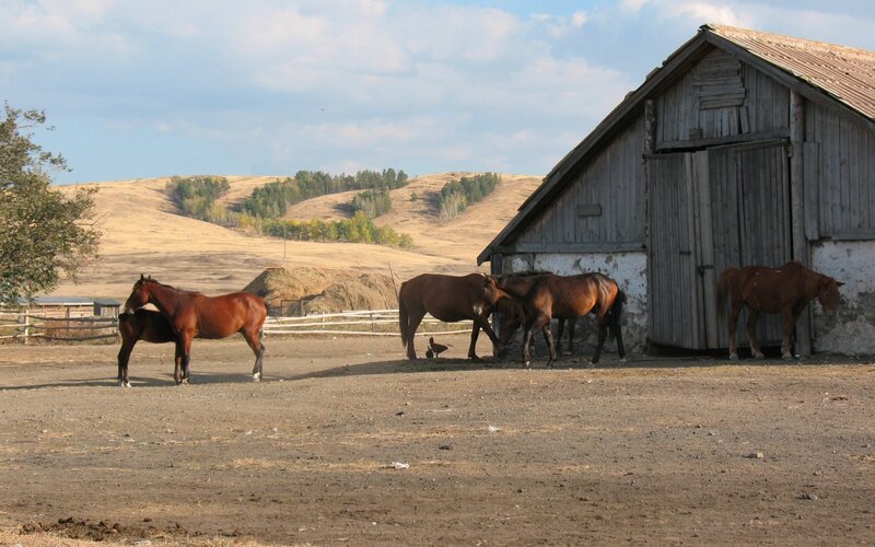 Horses near a barn on a sunny day