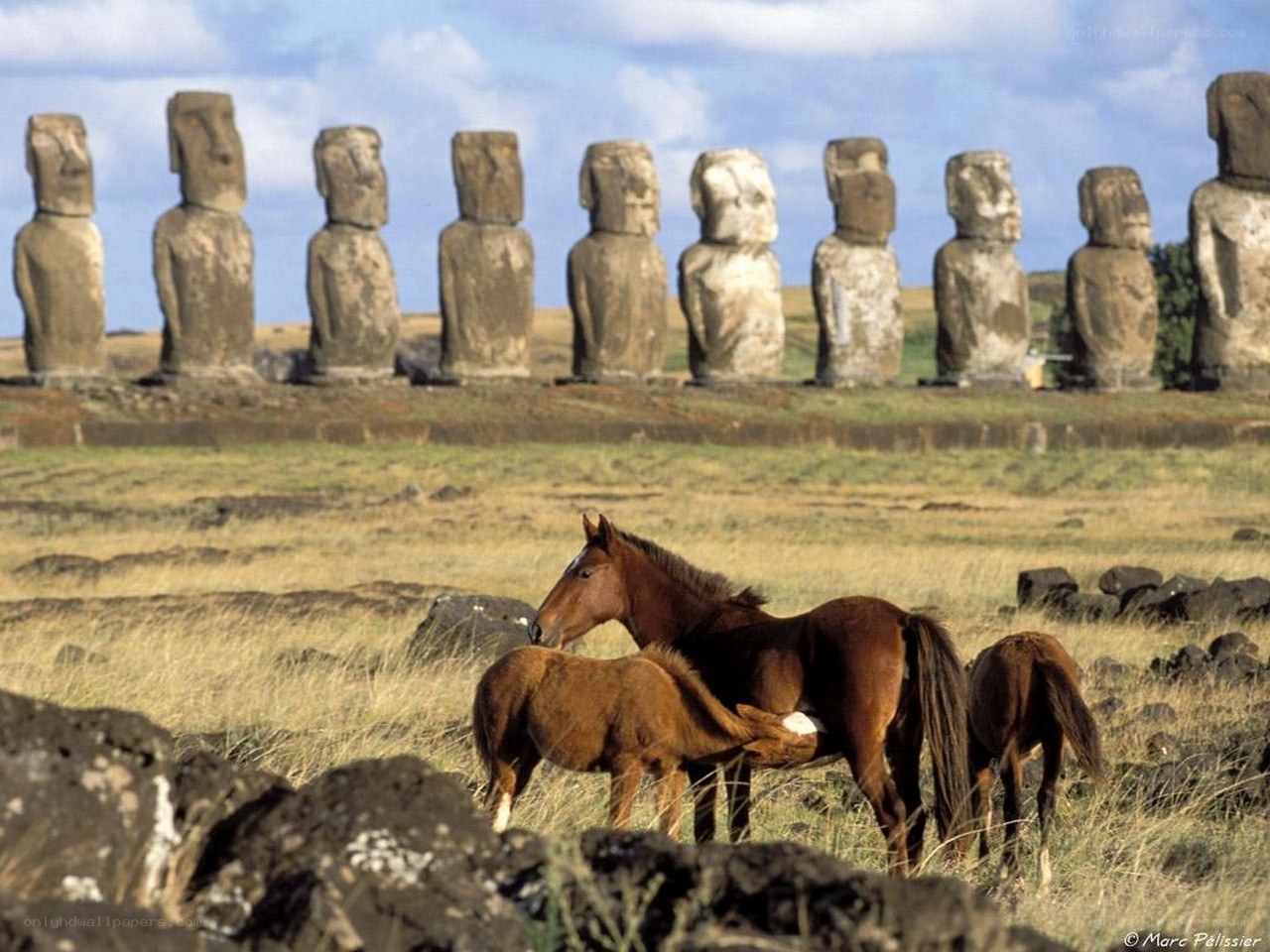Horses near Moai statues