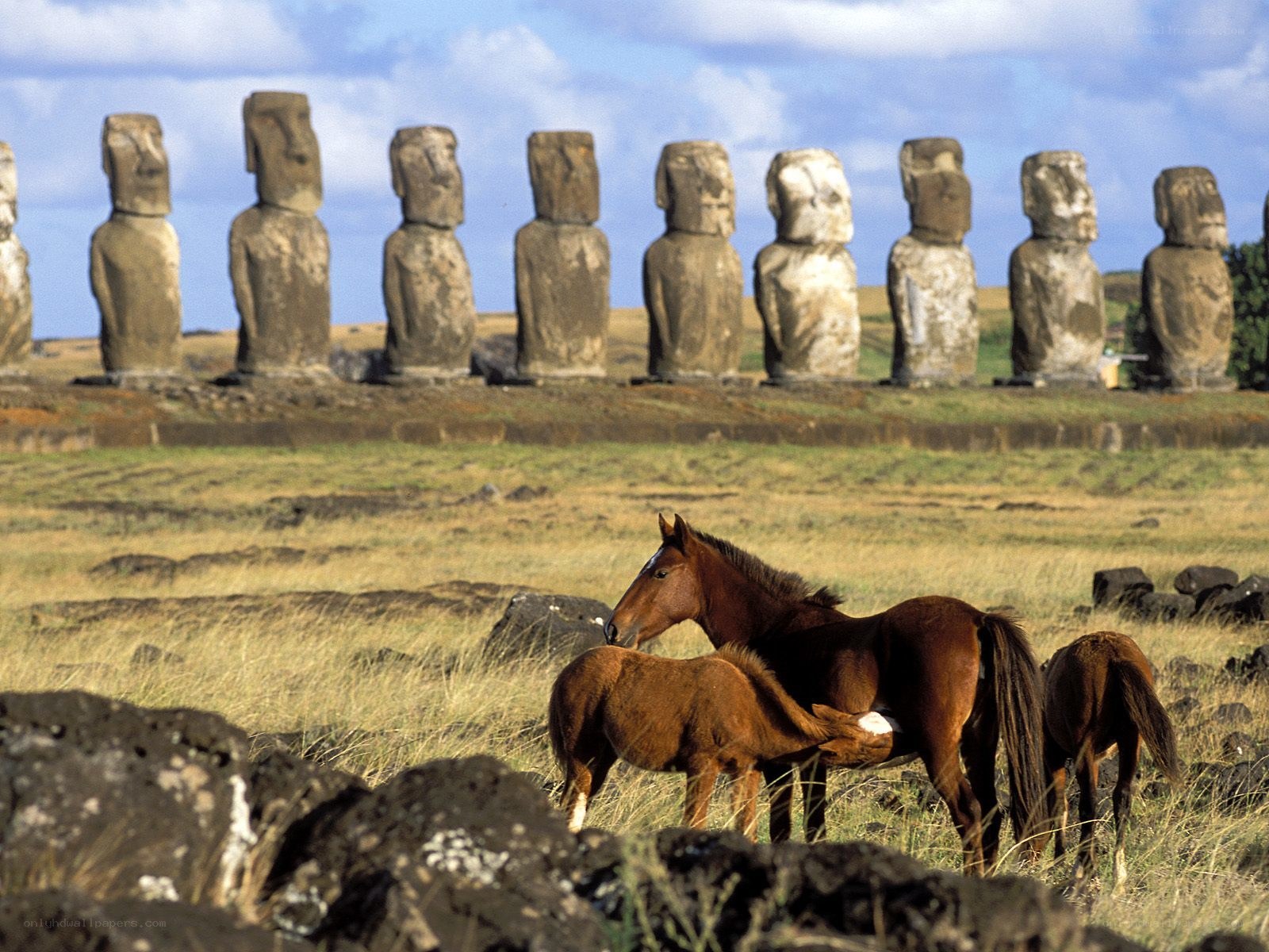 Horses near Moai statues