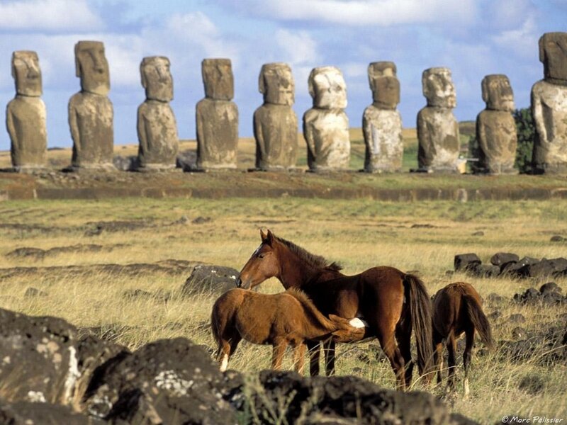 Horses Near Moai Statues — Brown, Serene, Afternoon, Photograph
