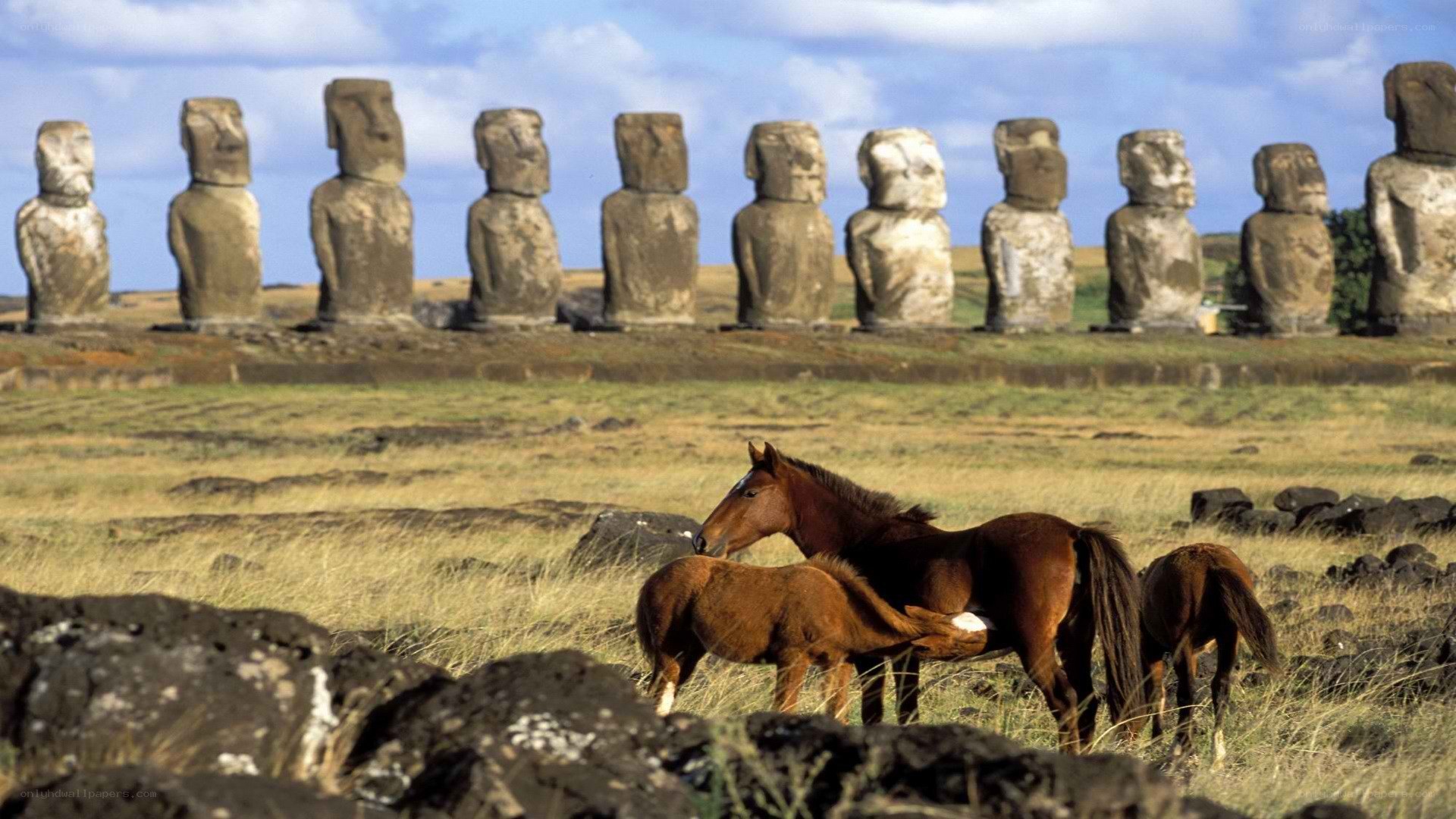 Horses near Moai statues