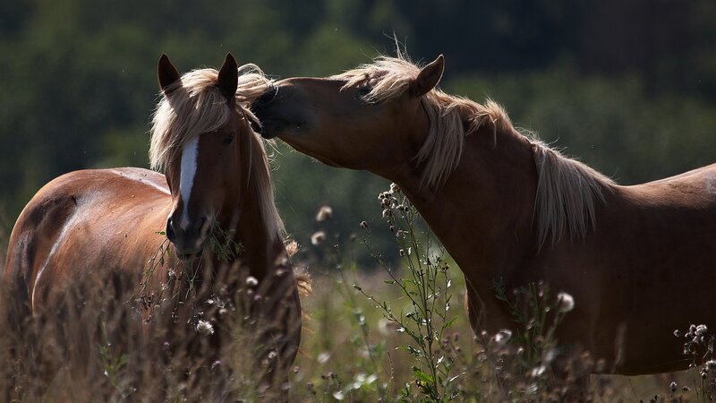Horses nuzzling in a field