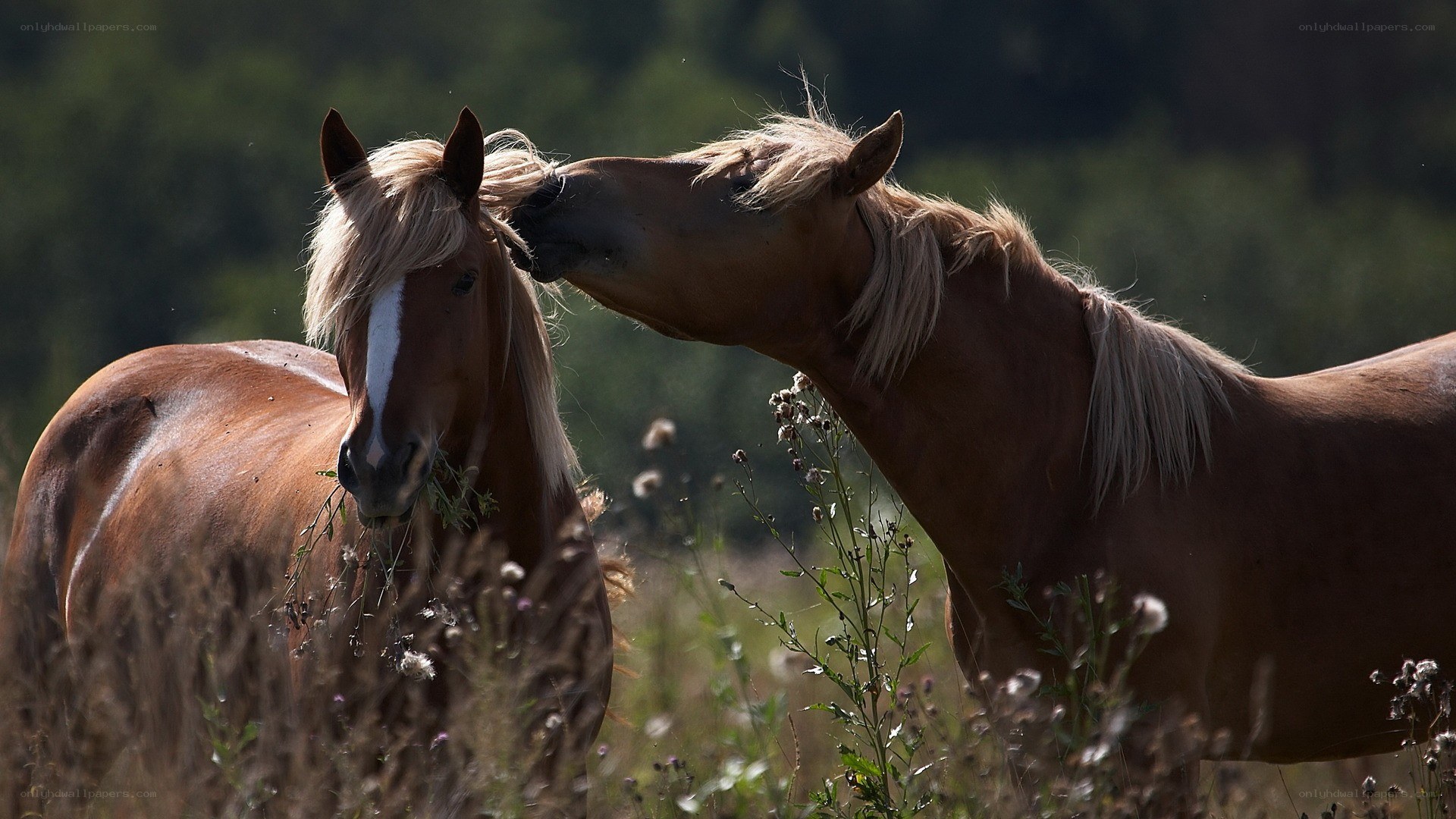 Horses nuzzling in a field