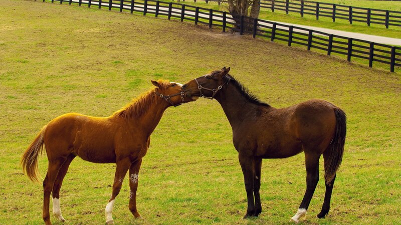 horses nuzzling in a field