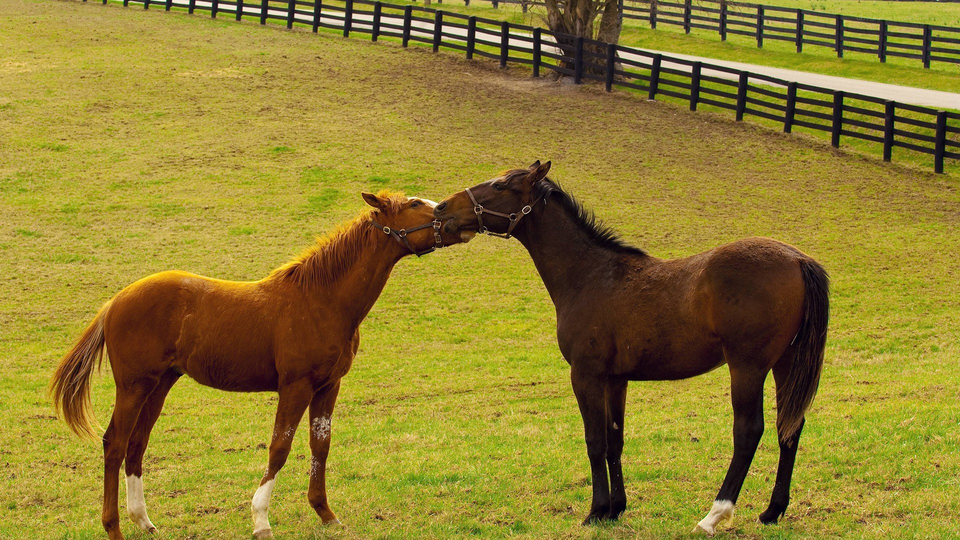 horses nuzzling in a field