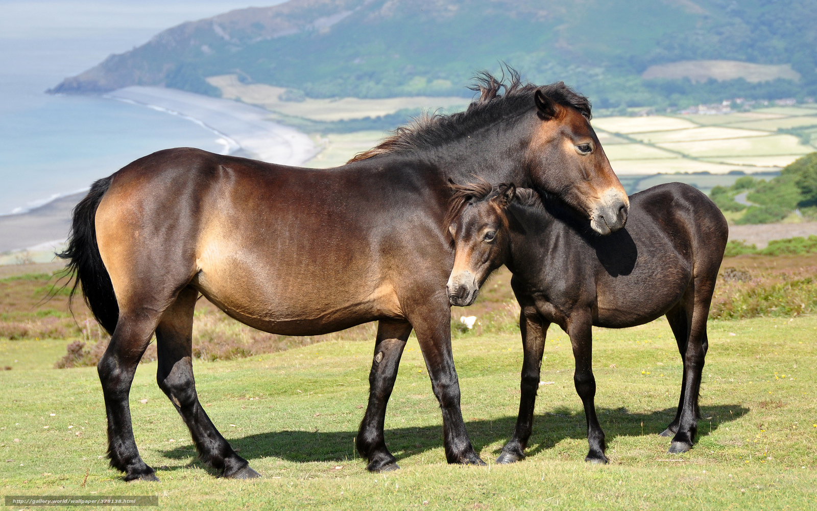 Horses on a coastal hillside