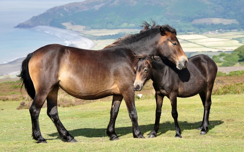 Horses on a coastal hillside