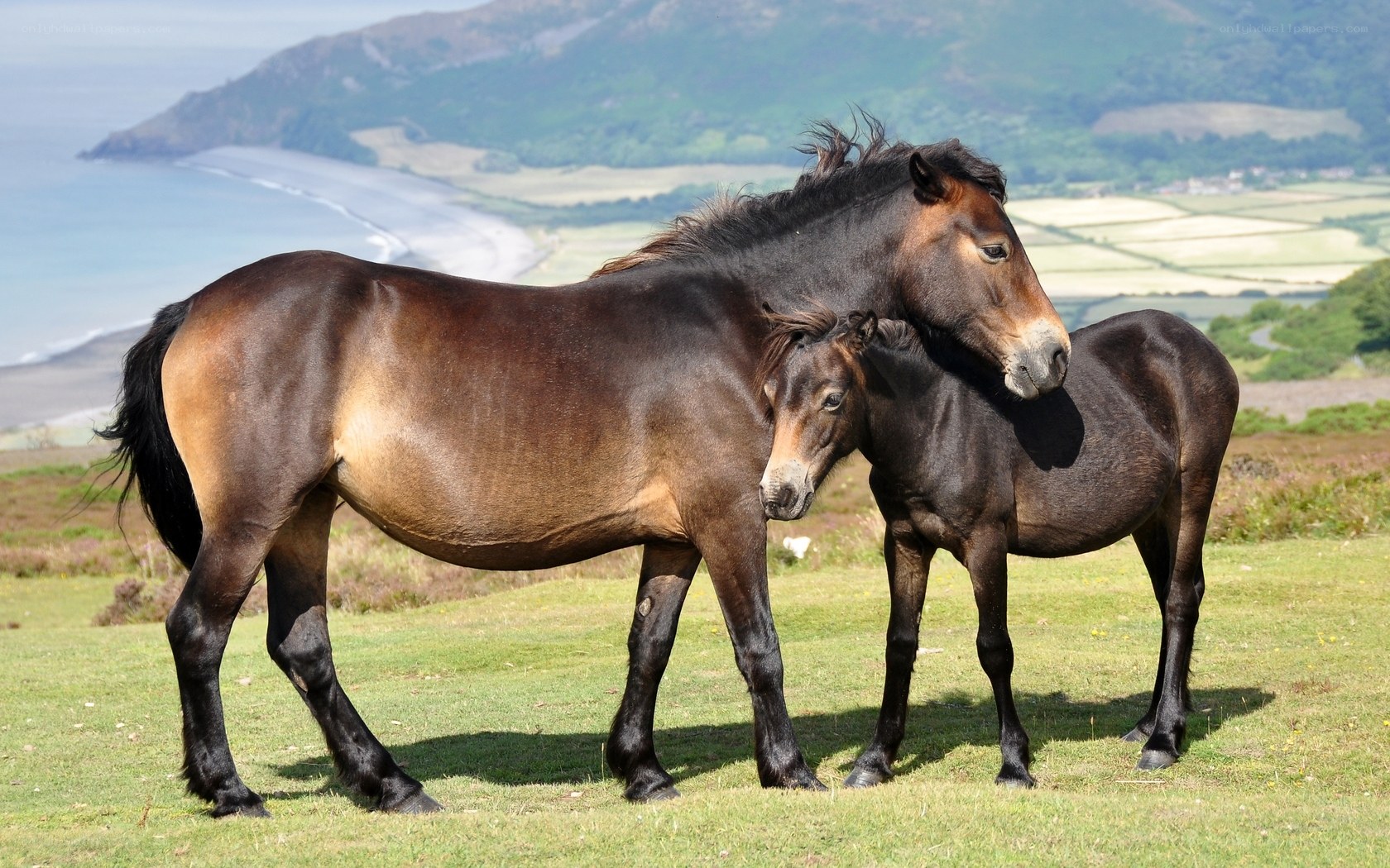 Horses on a coastal hillside