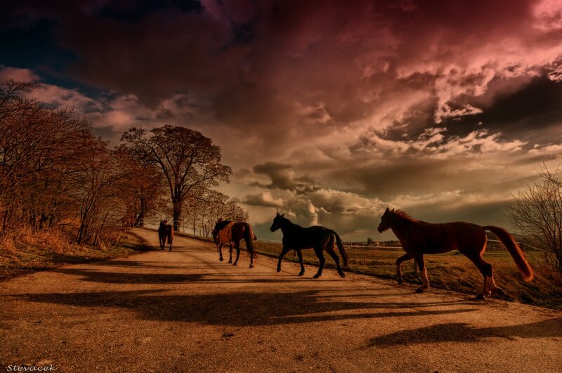 Horses on a country road at sunset