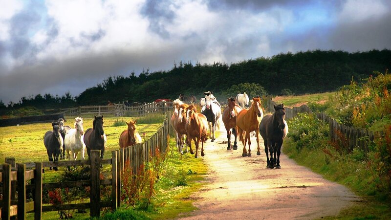 Horses on a Dirt Path — Green