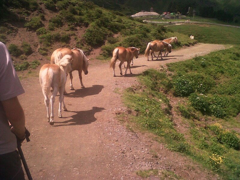 Horses on a Dirt Path