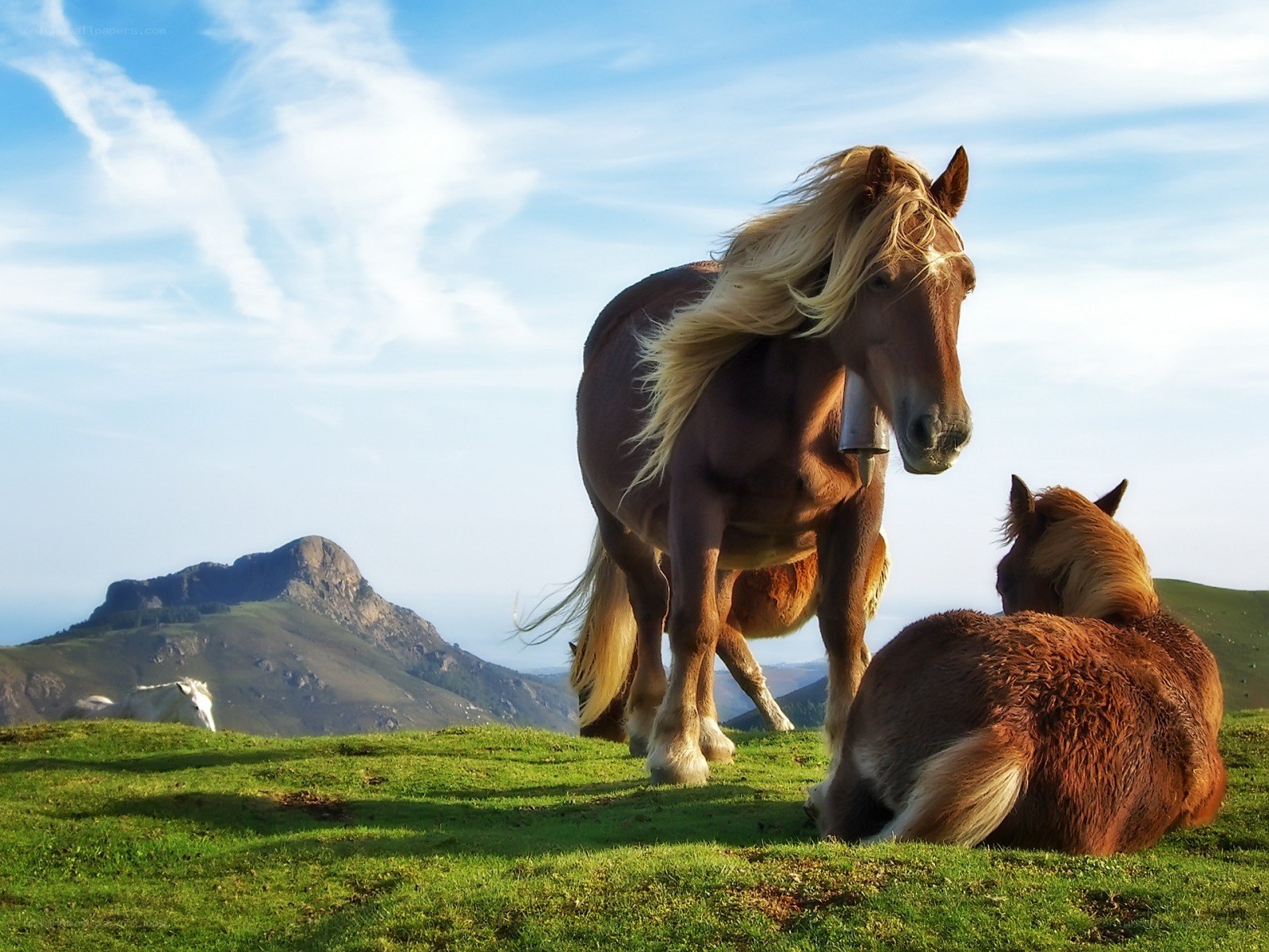 Horses on a grassy hill
