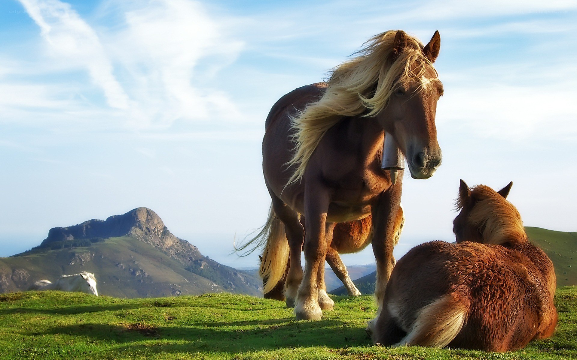 Horses on a grassy hill