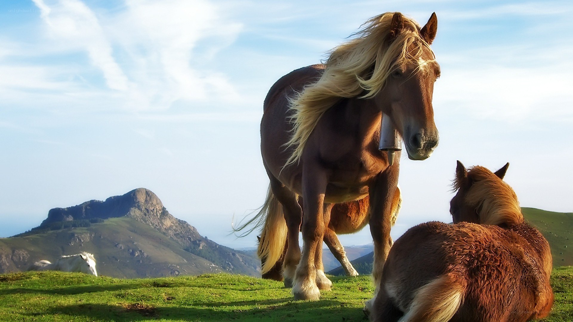 Horses on a grassy hill
