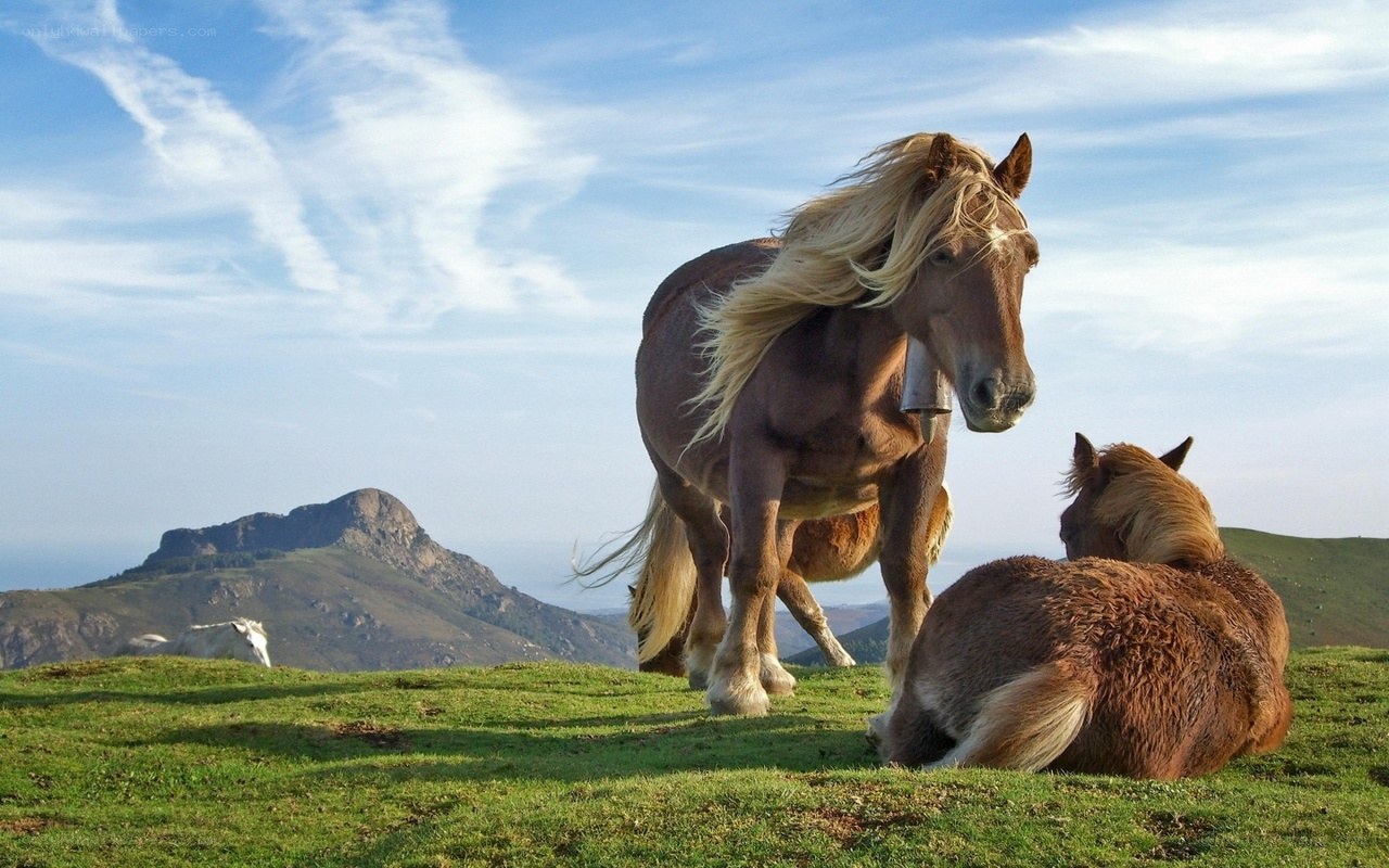 Horses on a grassy hillside