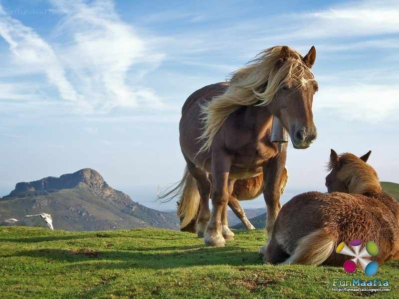 Horses on a grassy hillside