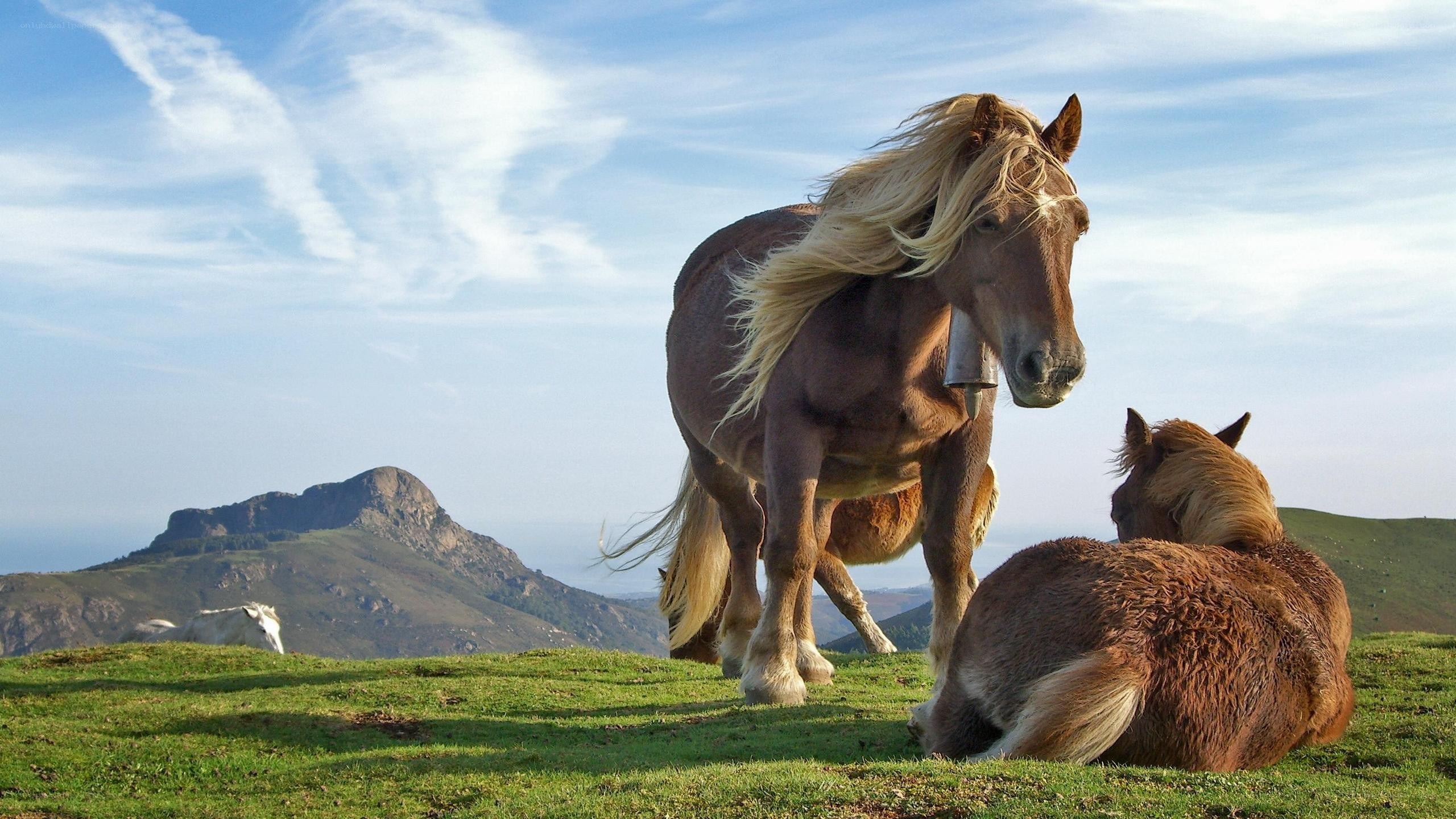 Horses on a grassy hillside