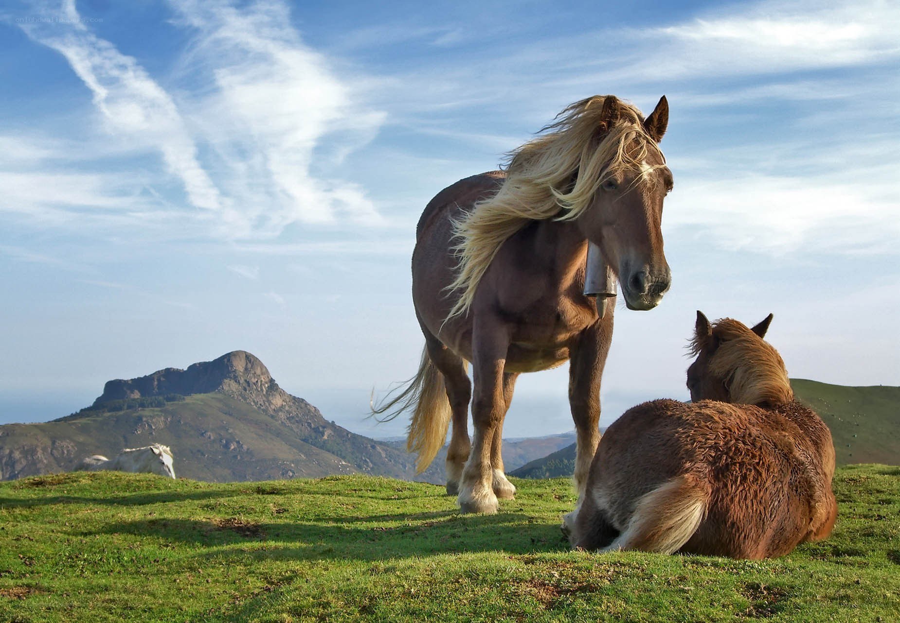 Horses on a grassy hillside