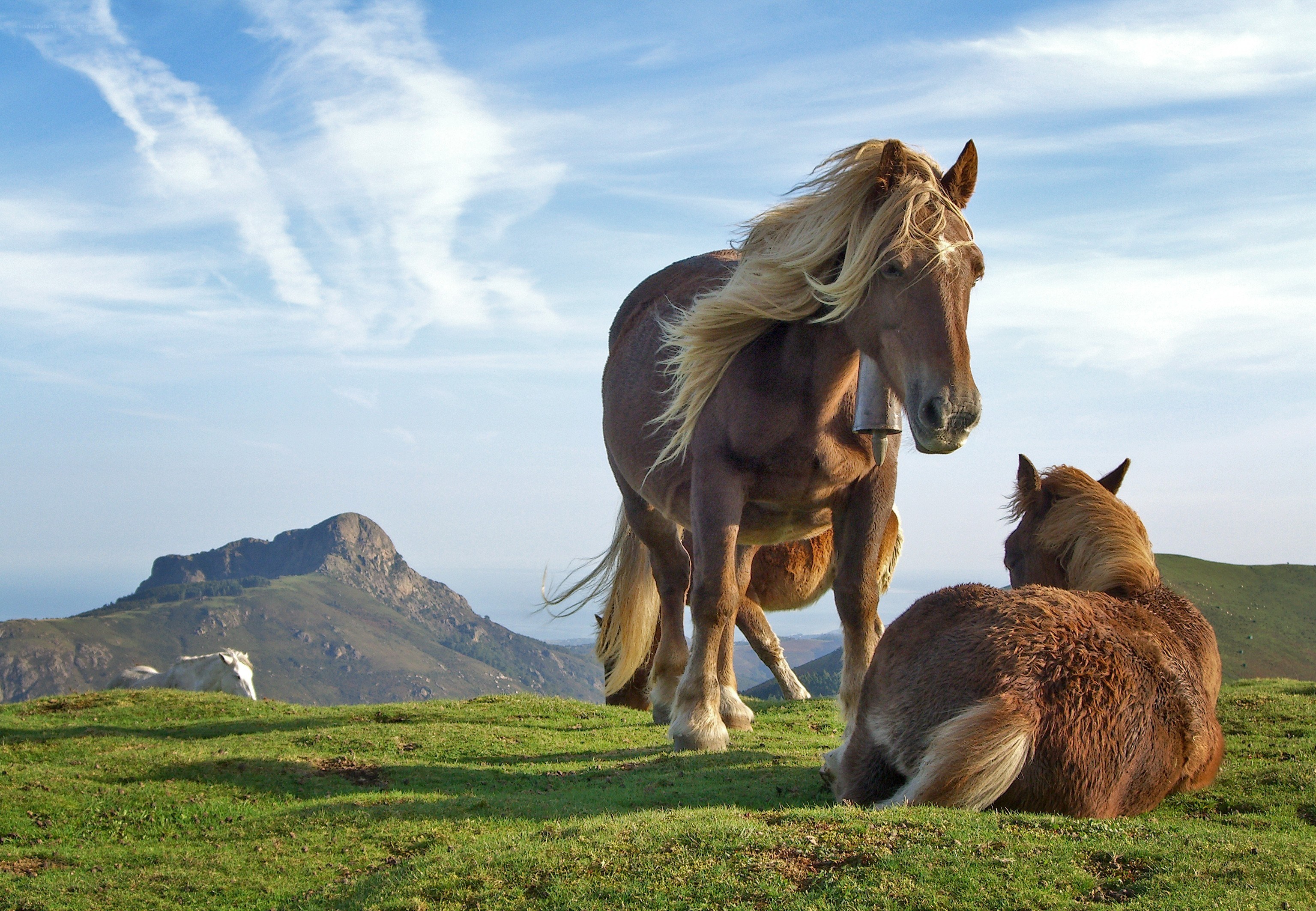 Horses on a grassy hillside