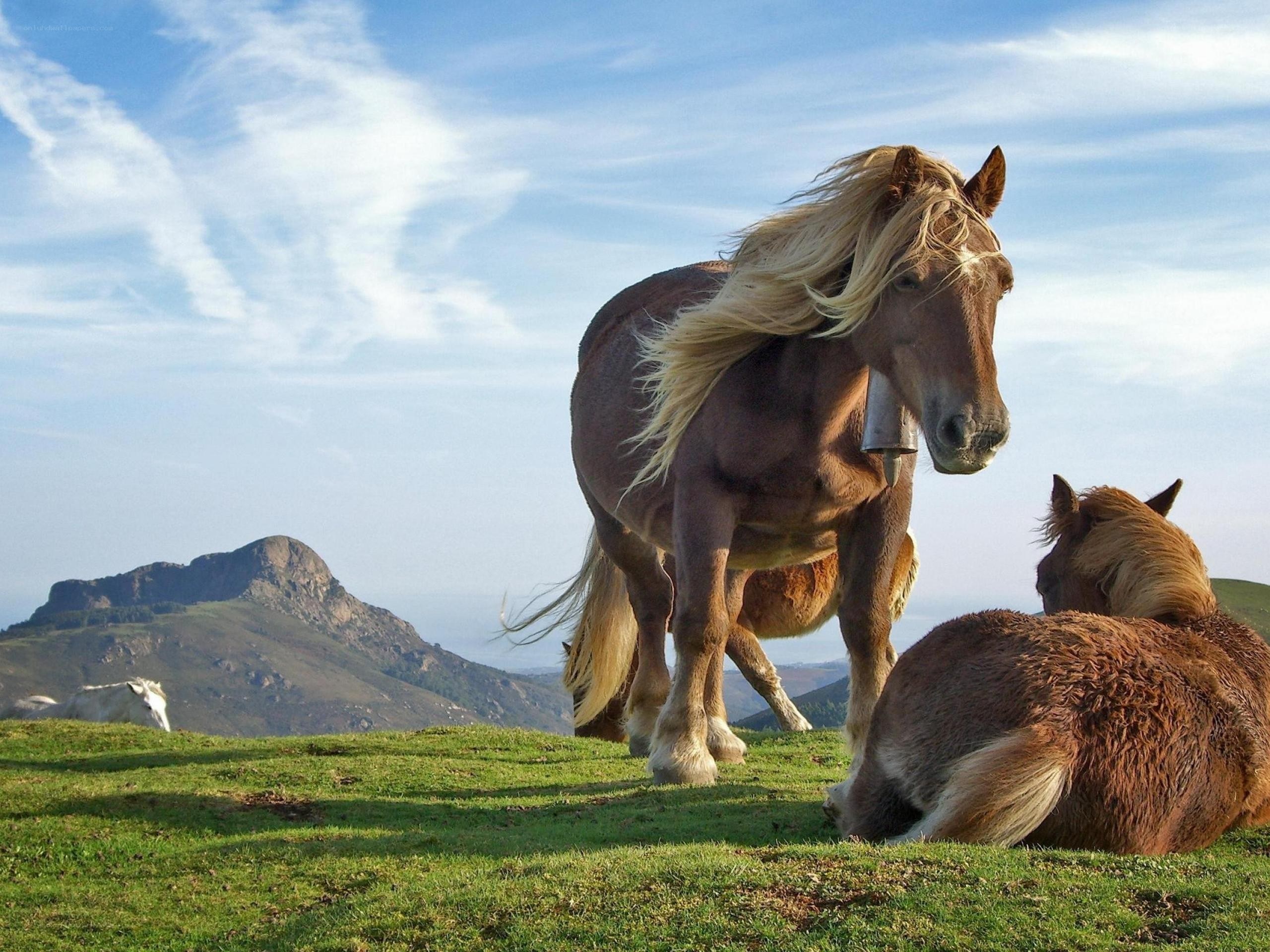 Horses on a grassy hillside