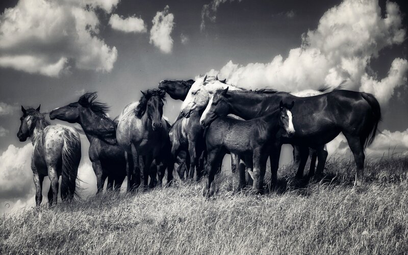 Horses on a Hill — Black, Dramatic